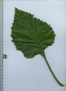 leaftop