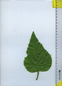 leaftop