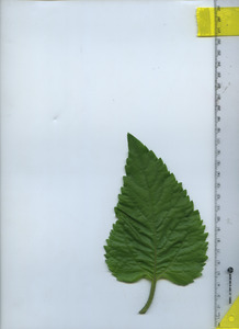 leaftop