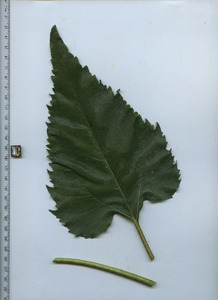 leaftop