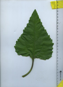 leaftop