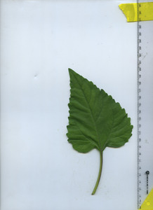 leaftop