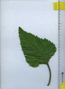 leaftop