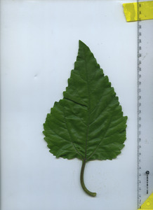 leaftop
