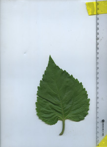 leaftop