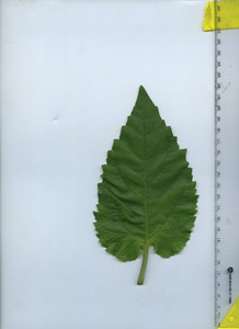 leaftop