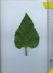 leaftop