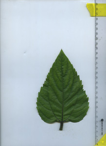 leaftop