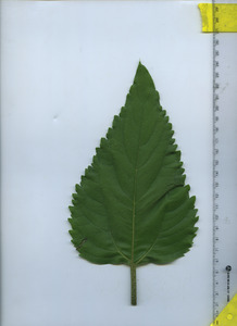 leaftop