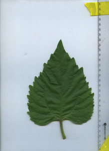 leaftop