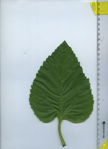 leaftop