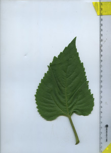 leaftop