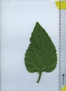 leaftop