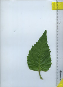 leaftop