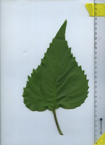leaftop