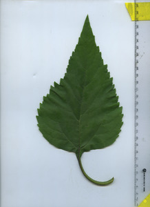 leaftop