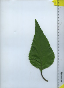 leaftop
