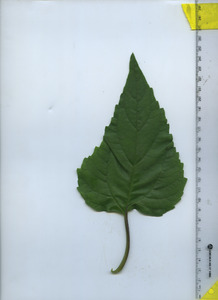 leaftop