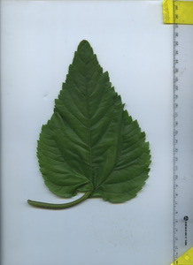 leaftop