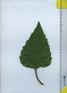 leaftop