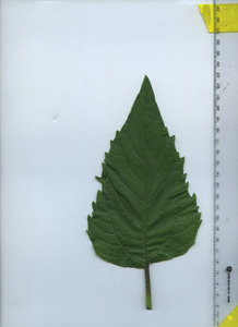 leaftop