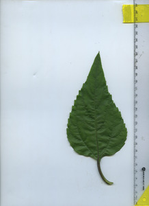 leaftop
