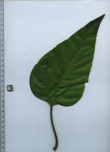 leaftop