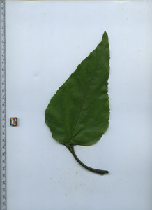 leaftop