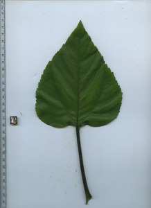 leaftop
