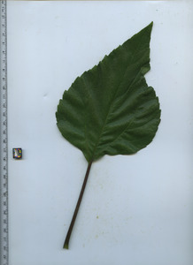 leaftop