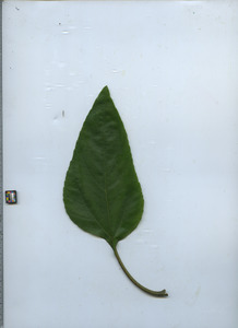 leaftop