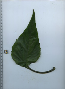 leaftop