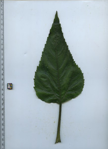 leaftop
