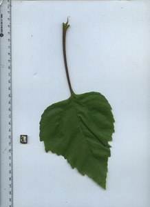 leaftop