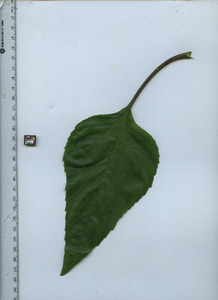 leaftop