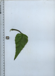 leaftop
