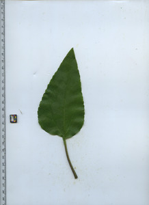 leaftop