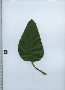 leaftop