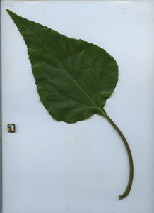 leaftop