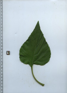 leaftop