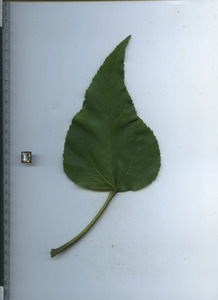 leaftop