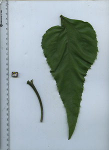 leaftop