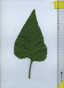 leaftop