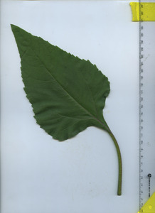leaftop