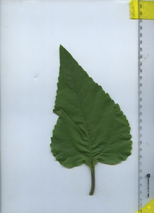 leaftop