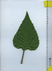 leaftop