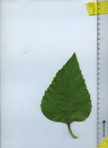 leaftop