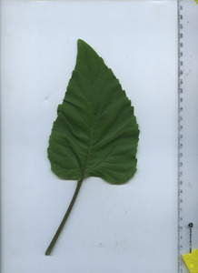 leaftop