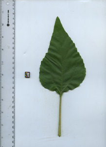 leaftop