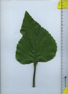 leaftop